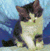 erkitten.gif (20646 bytes)