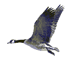 Goose.gif (6564 bytes)